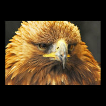 Bird of Prey posters