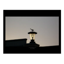Bird on a light Postcard