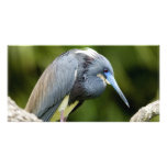 Bird on a Log Picture Card