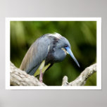 Bird on a Log Poster