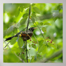 Bird on a Twig Poster