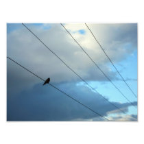 Bird on a wire photographic print