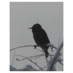 bird on cold day flyer