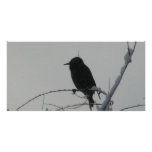 bird on cold day photo card
