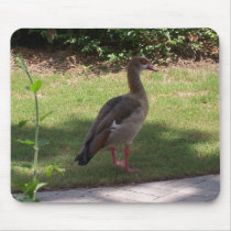 Bird on Ground Mouse Pads