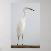 Bird on wood railing poster