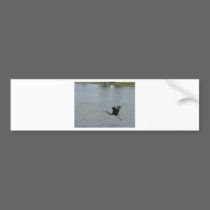bird over water bumper stickers