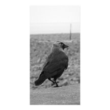 Bird Picture. Jackdaw. Photo Greeting Card