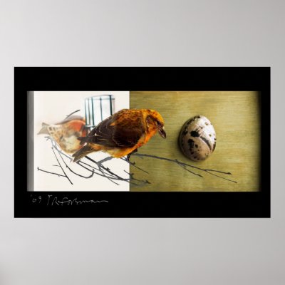 Bird: Pine Grossbeak with shell collage poster by eyecontact