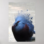 Bird posters