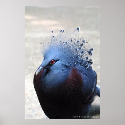 Bird Posters by sobdk