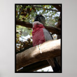 bird posters