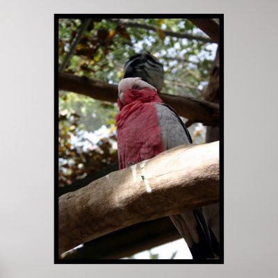 bird poster by HAJenkins