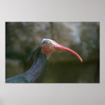 bird poster