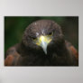 Bird poster 13