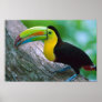Bird poster 16