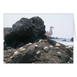 Bird Proud of its Work Greeting Cards
