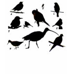Bird Quiz T-Shirt