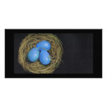 BIRD (ROBIN) EGGS IN NEST: ART photo cards