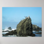 Bird Rock posters