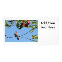 Bird Singing in an Apple Tree Photo Cards