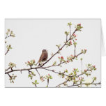 Bird Singing with Spring Flowers Greeting Cards