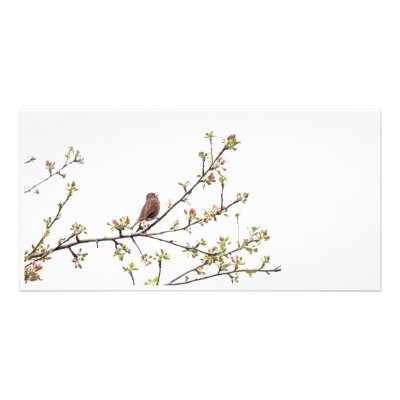 Bird Singing with Spring Flowers Customized Photo Card by funnaturephotography