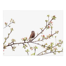 Bird Singing with Spring Flowers Postcard