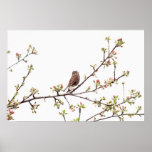 Bird Singing with Spring Flowers Posters