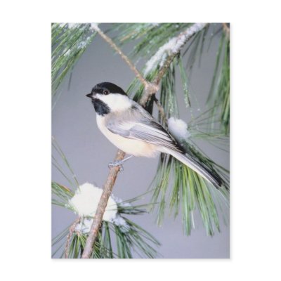 Bird Snow Covered Branch Post Card by HolidayPostage