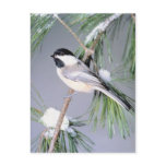 Bird Snow Covered Branch Post Card