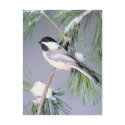 Bird Snow Covered Branch postcards