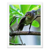 Bird Stretching on Magnolia Tree Photo Art
