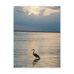 bird sunset post card
