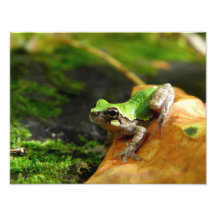Bird-Voiced Tree Frog Photo