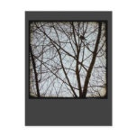 Bird Watch. Postcards