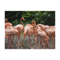 Bird watching post card