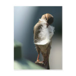 Bird With A Feather postcards