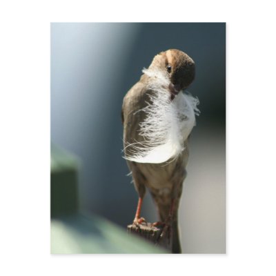 Bird With A Feather Post Cards by TDSwhite