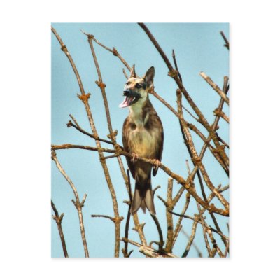 Birdagw Post Cards by Junglegeorge