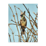 Birdagw Post Cards