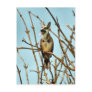 Birdagw Post Cards