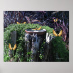 Birdbath & Butterfairies Poster
