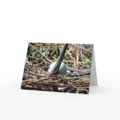 Birder Birth Announcement Greeting Cards by CatsEyeViewGifts