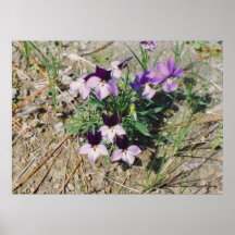 Birdfoot Violet (Viola pedata) Poster