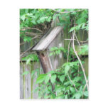 Birdhouse in Spring Post Cards
