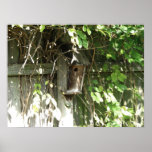 Birdhouse Posters