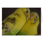 BirdieBird cards