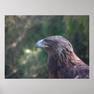 birds 001 canvas print by pasta26mc