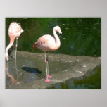 birds 002 canvas poster